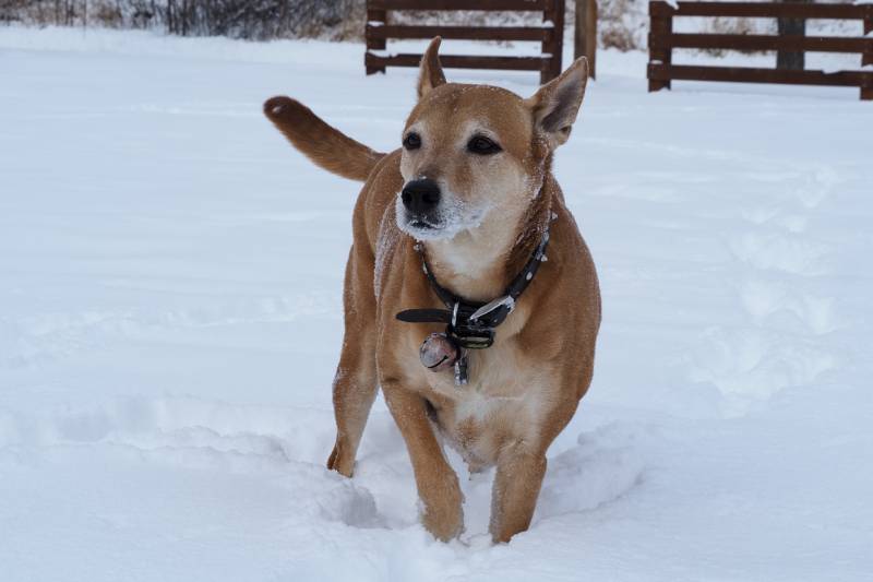 Ginger and Brown Colored Carolina Dog Walking in the Snow