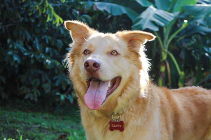 Goberian dog husky and golden retriever mix