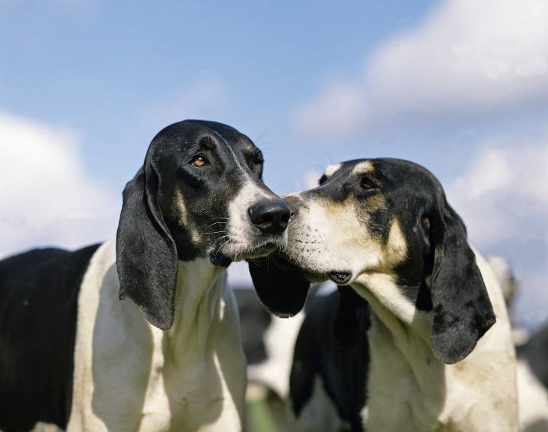 Great Anglo-French White and Black Hound