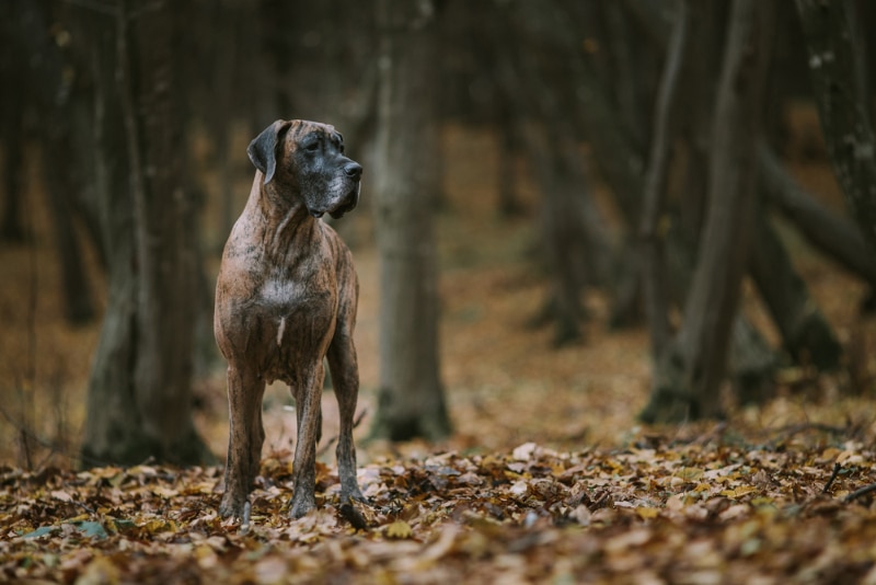 Great dane dog in the forest in autumn