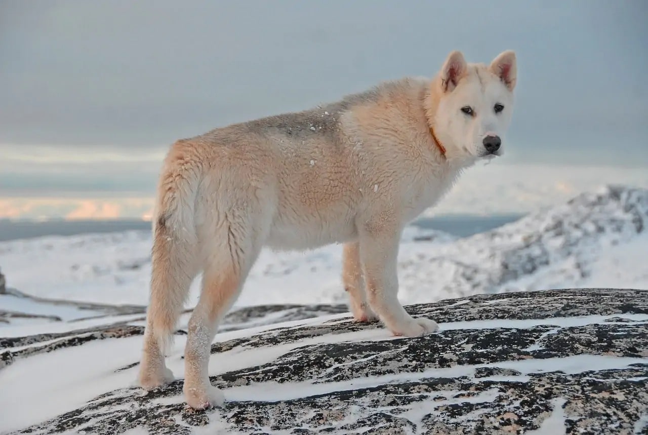 Greenland Sled Dog