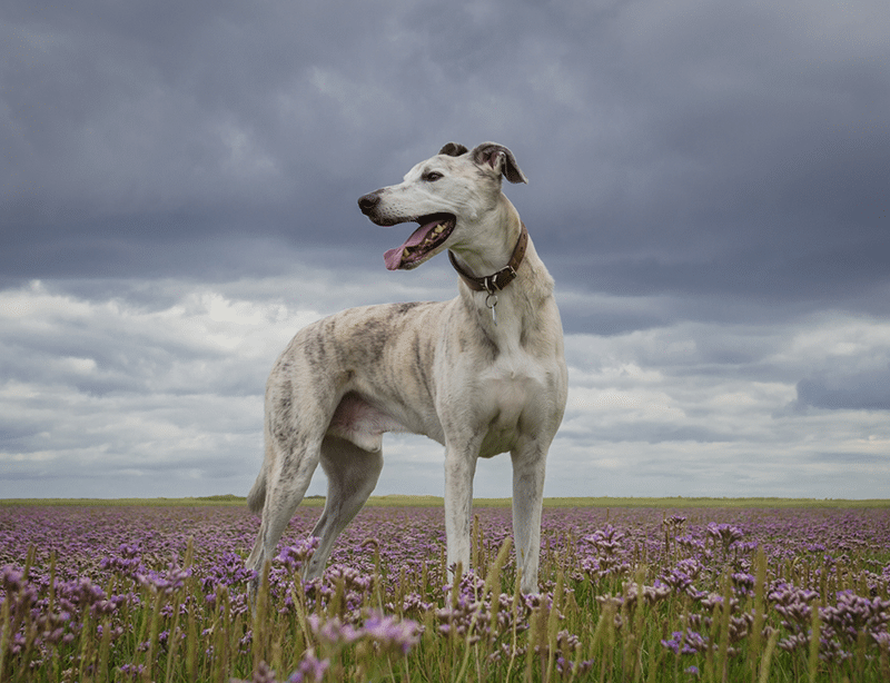 Grey lurcher dog in summer meadow