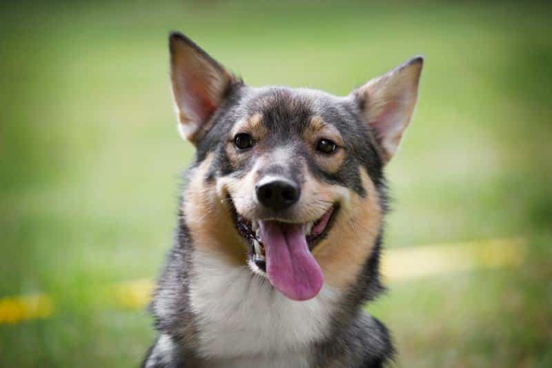 Happy Swedish Vallhund dog face close up