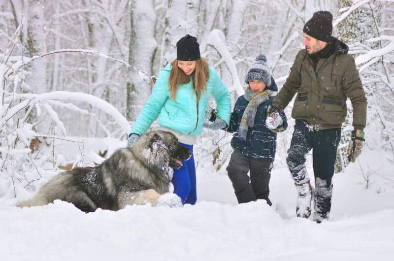 Happy family with Giant Caucasian Shepherd dog outdoors in a winter forest