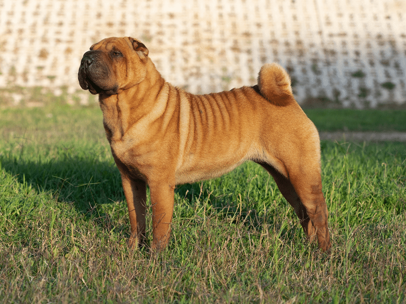 Head of Shar Pei brown adult Chinese purebred dog standing