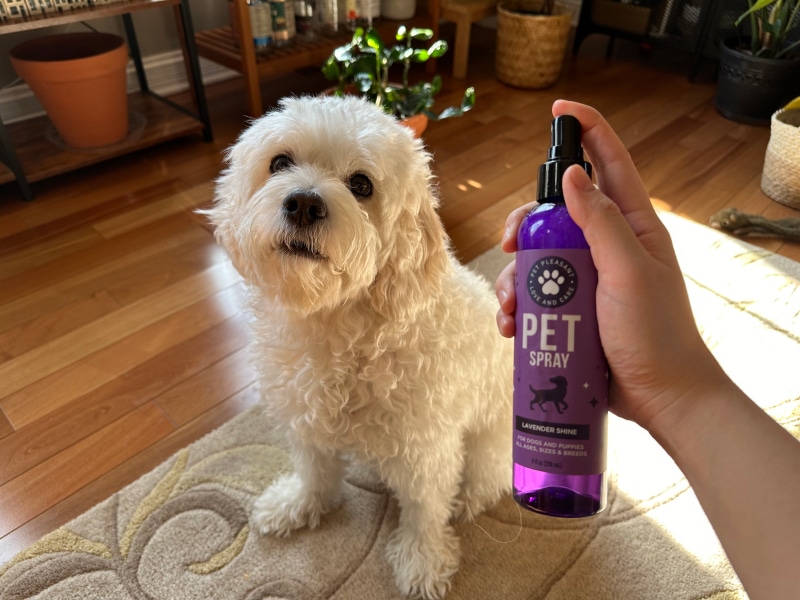 Honeydew Pet Shampoo & Spray Set - spraying the lavender spray to nora