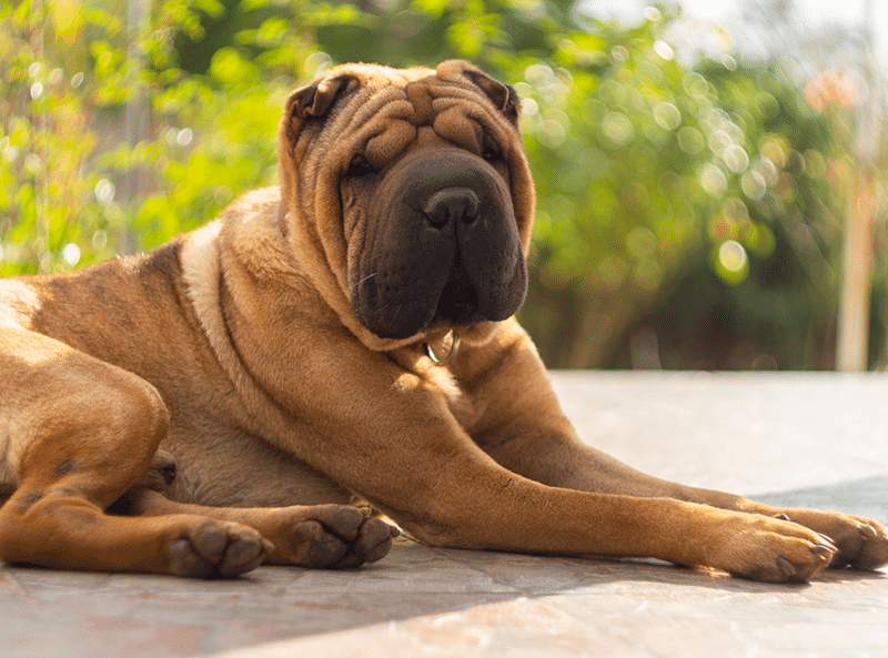House dog Shar Pei red color