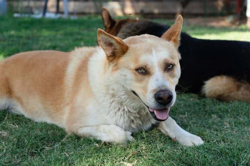 Husky Corgi mixed breed dog