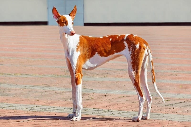 Ibizan Hound posing elegantly against the backdrop of a town square
