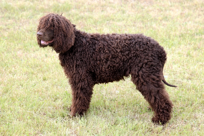 Irish Water Spaniel dog standing in the garden