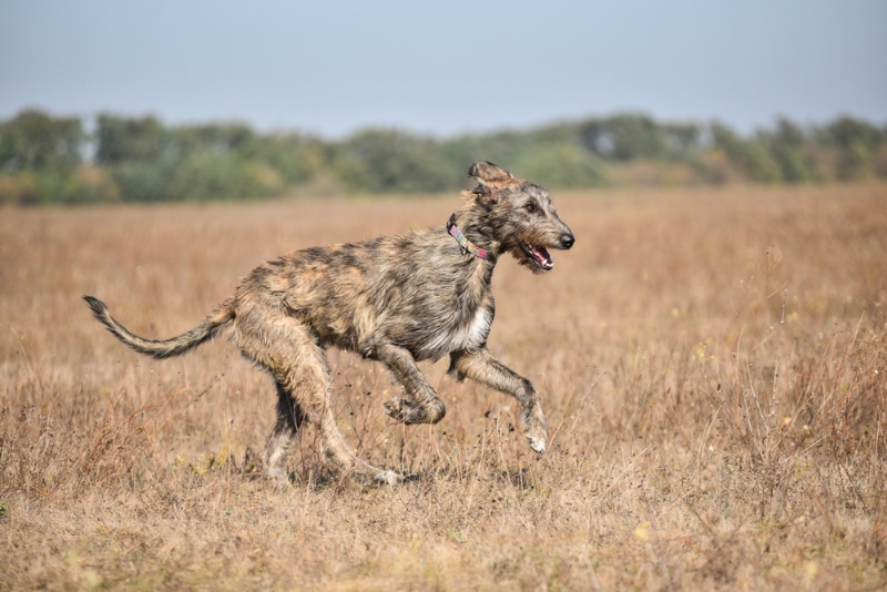 Irish Wolfhound dog running in the field