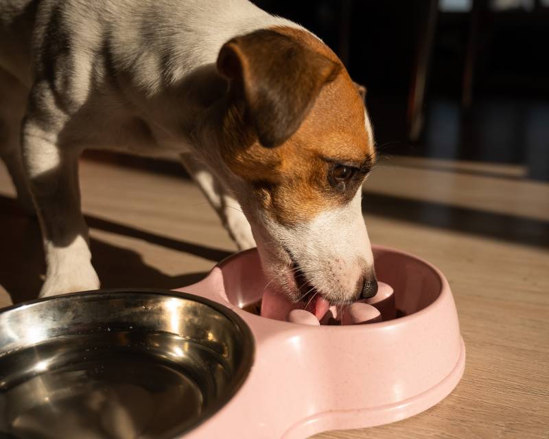 Jack Russell Terrier dog eats dry food from slow feeding bowl