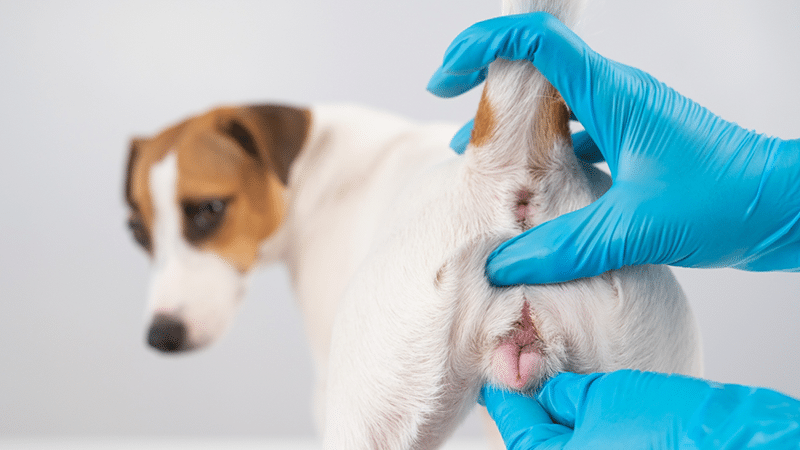 Jack Russell Terrier dog male genital