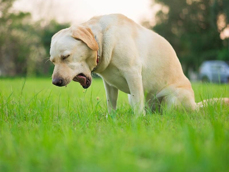 Labrador Retriever coughing
