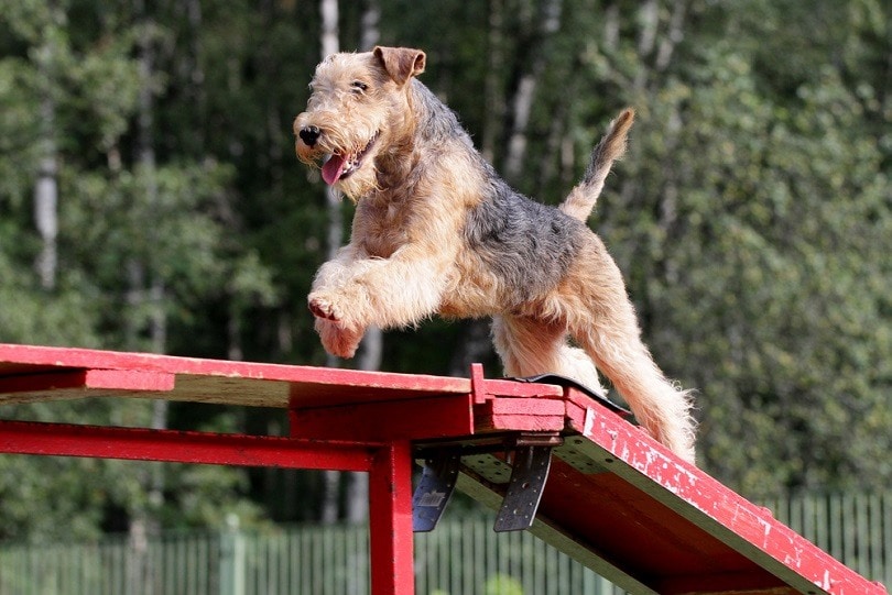Lakeland-Terrier-at-competitions-of-Dog-agility