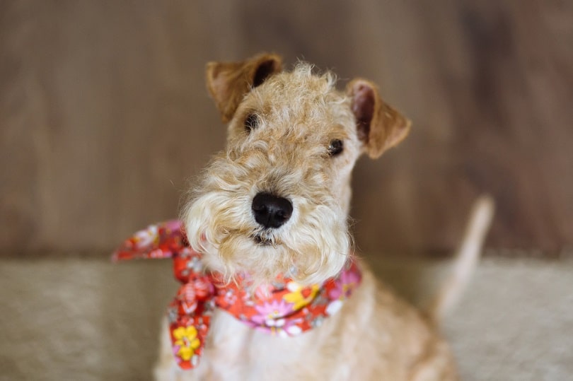 Lakeland-terrier-dog-bandana