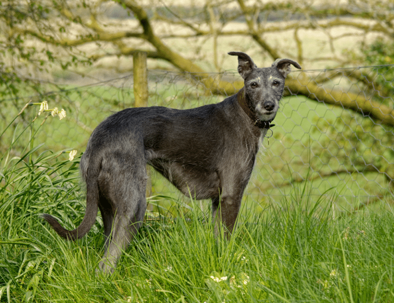 Lurcher Dog Breed Info, Pictures, Care & Traits Dogster