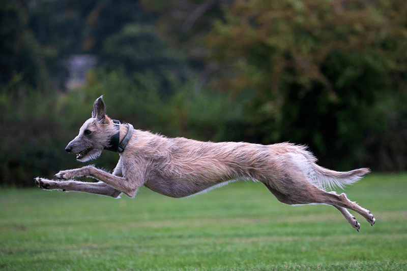 Lurcher dog running at top speed
