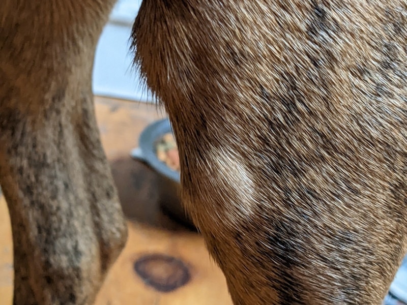 Lymph node on brindle dog's leg