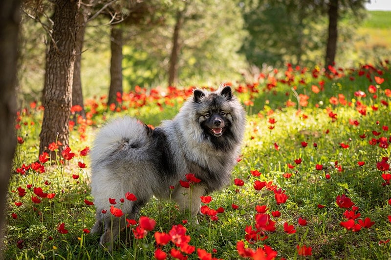 Male Keeshond on a flower FieldMale Keeshond on a flower Field