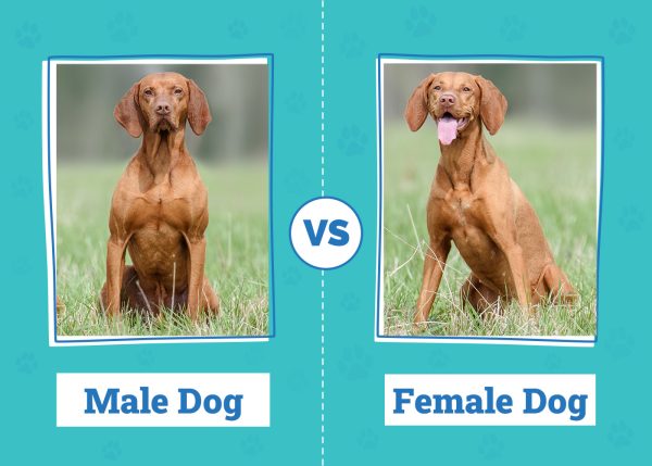 Male vs Female Dog