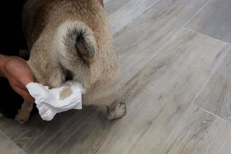 Man clean the paraanal glands of a dog