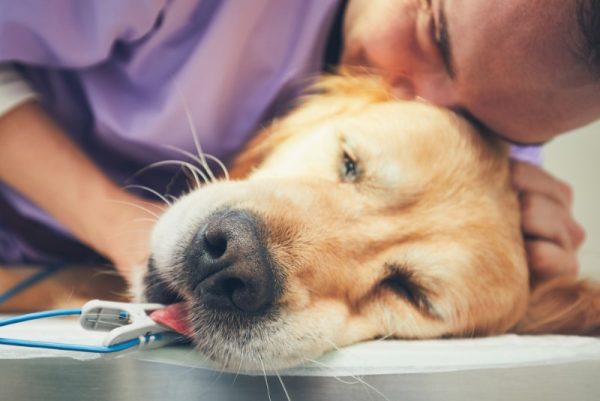 Man hugging golden retriever before surgery