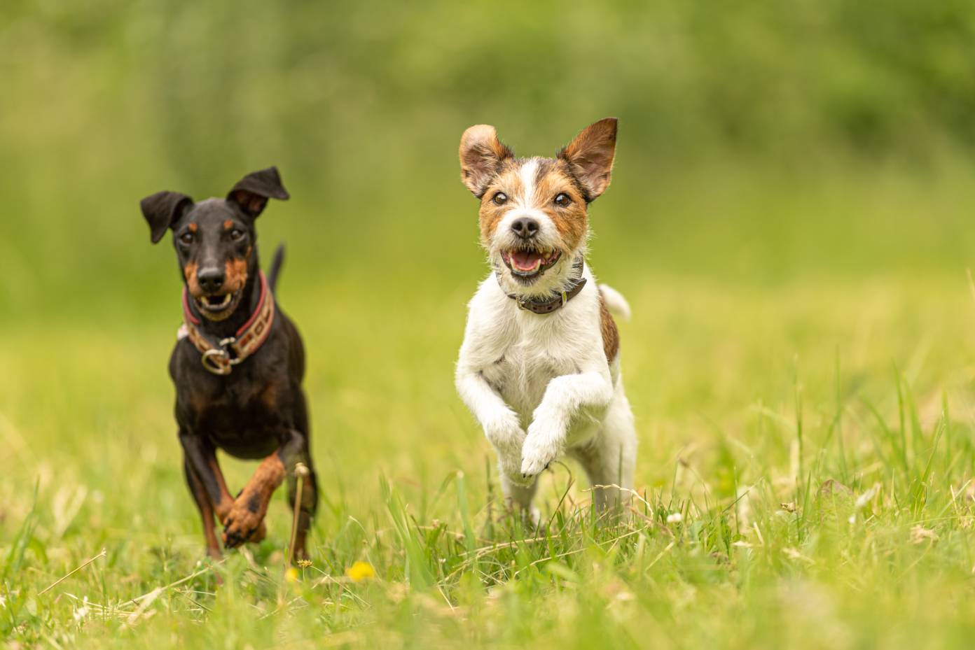 Manchester Toy Terrier