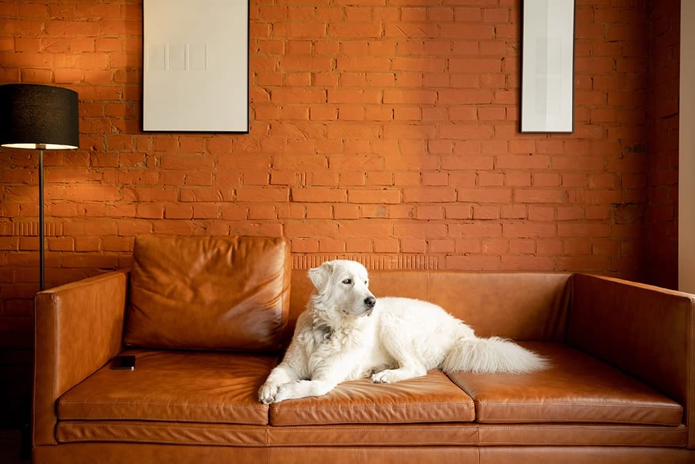 Maremma Sheepdog lying on the couch