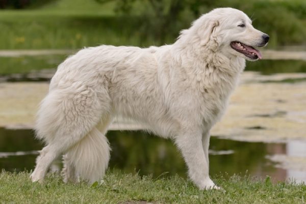 Maremma Sheepdog walking on grass