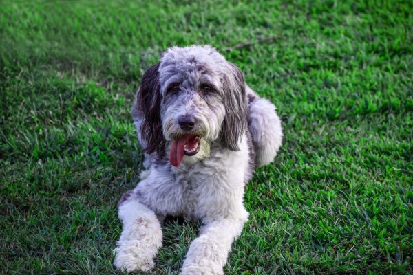 Merle Aussiedoodle