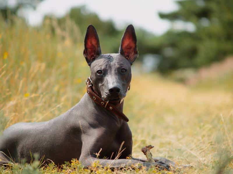 Mexican hairless xoloitzcuintle dog