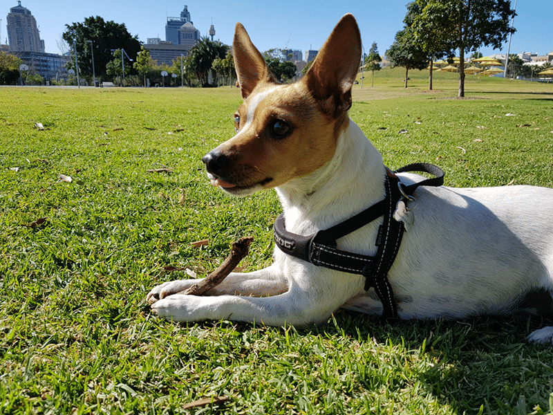 Miniature Fox Terrier laying on green grass