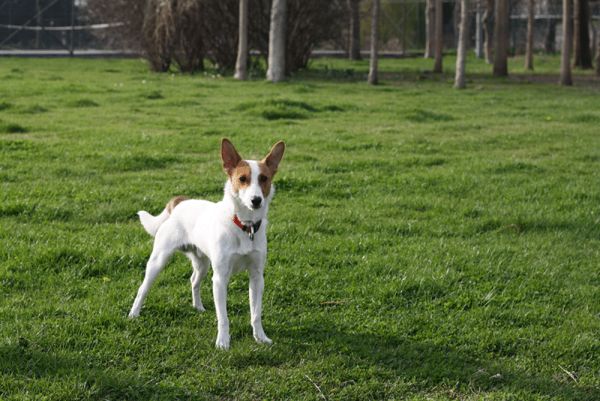 Miniature Fox Terrier