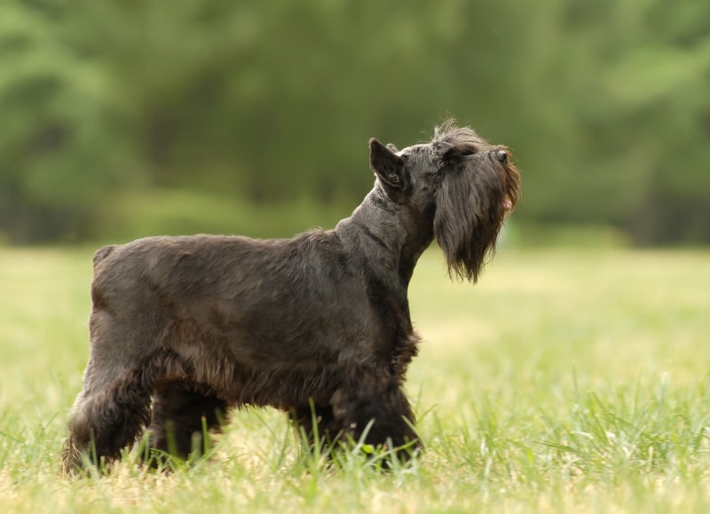 Miniature Schnauzer dog standing in the field