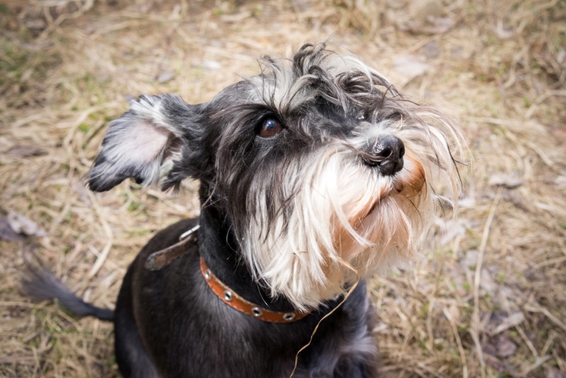 Miniature schnauzer dog is sitting on the dry grass