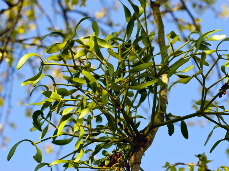 Mistletoe plant