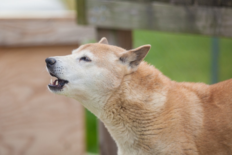 New Guinea Singing Dog barking or howling