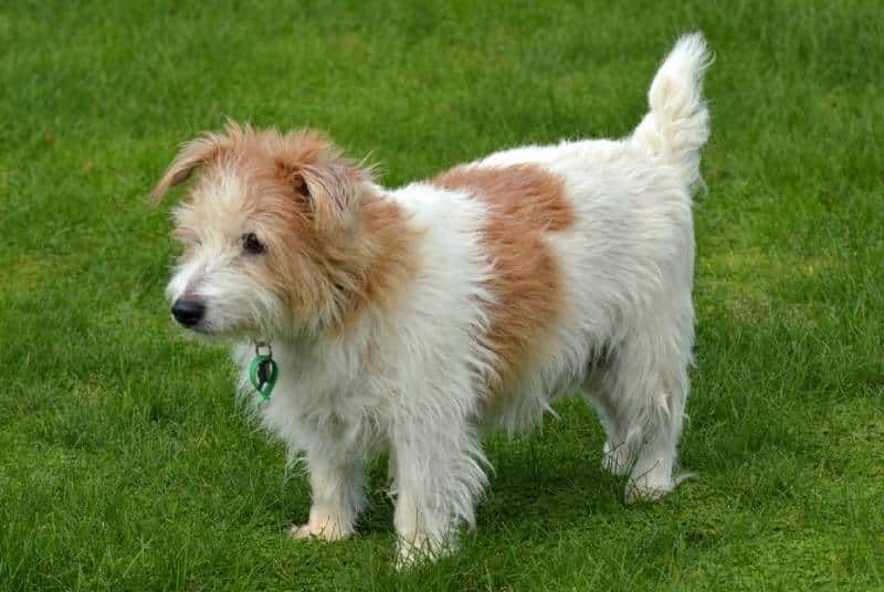 Norfolk Terrier dog standing on green grass in the park