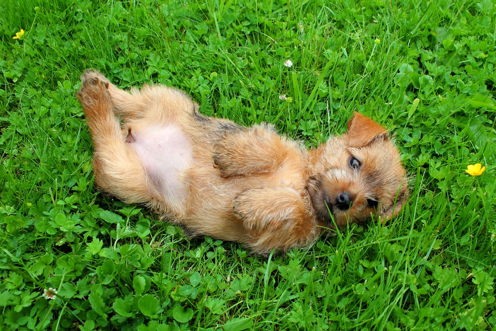 Norfolk terrier puppy