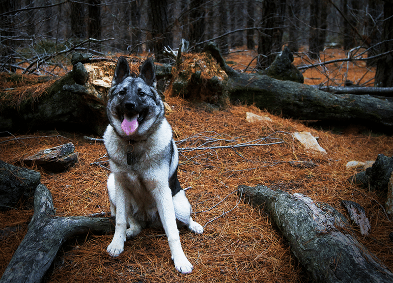 Norwegian Elkhound dog in forest