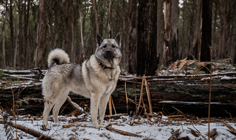 Norwegian Elkhound dog outside