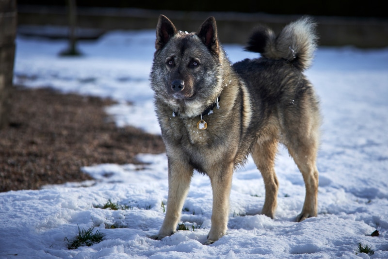 Norwegian Elkhound dog standing outdoor in snow