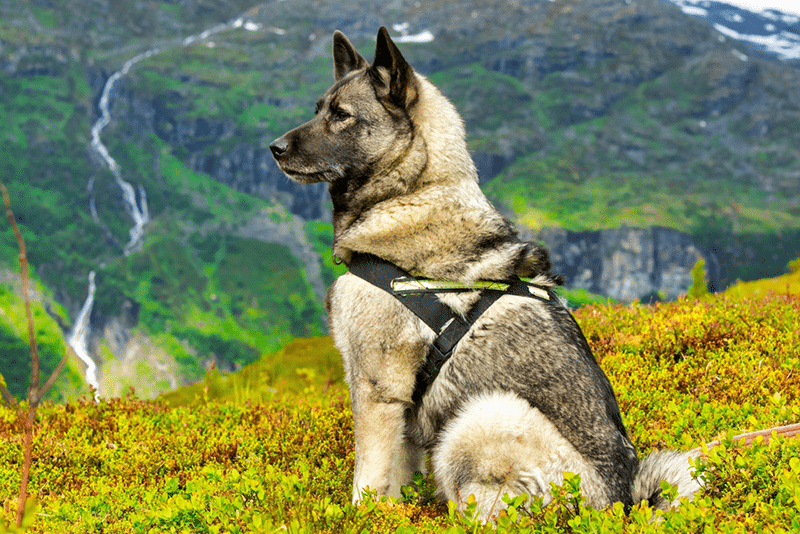 Norwegian Grey Elkhound service dog in a green field