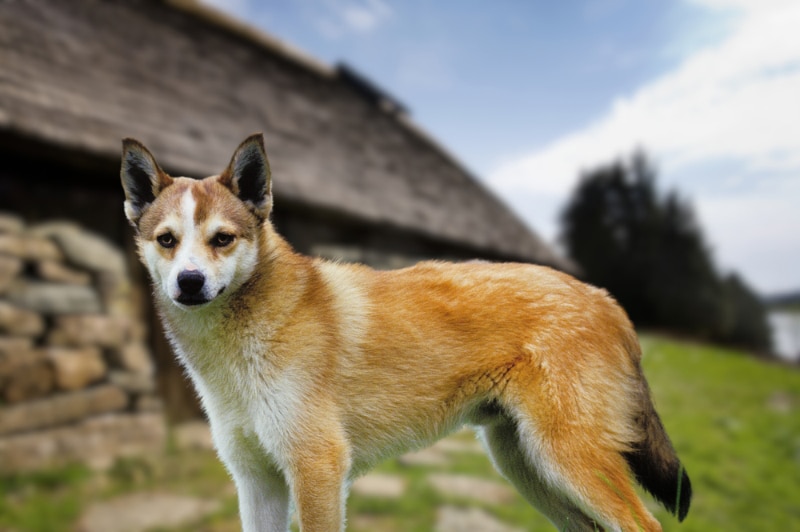 Norwegian Lundehund dog standing outdoor