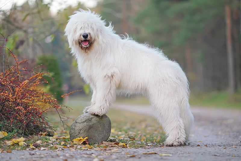 Obedient young South Russian Shepherd dog posing outdoors with a stone