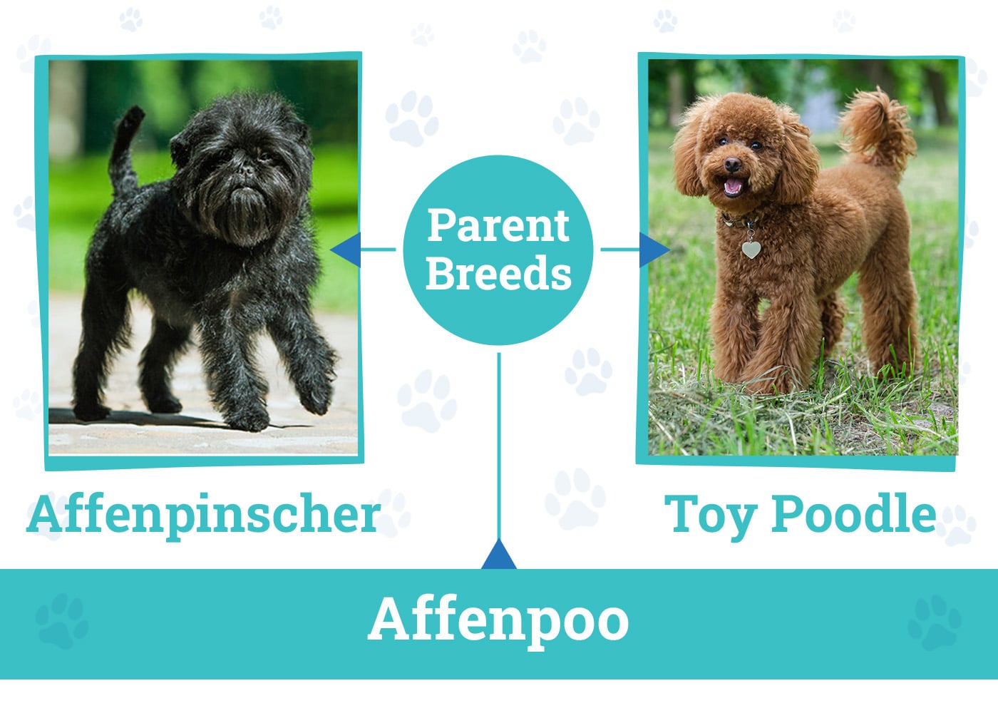 Parent Breeds of Affenpoo Mix