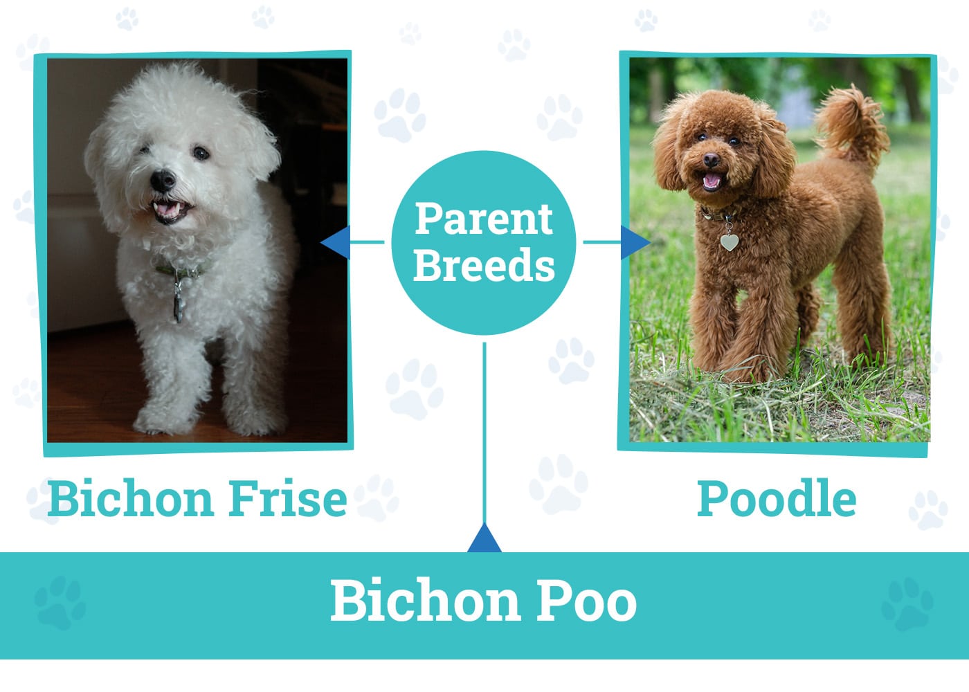 Parent Breeds of the Bichon Poo