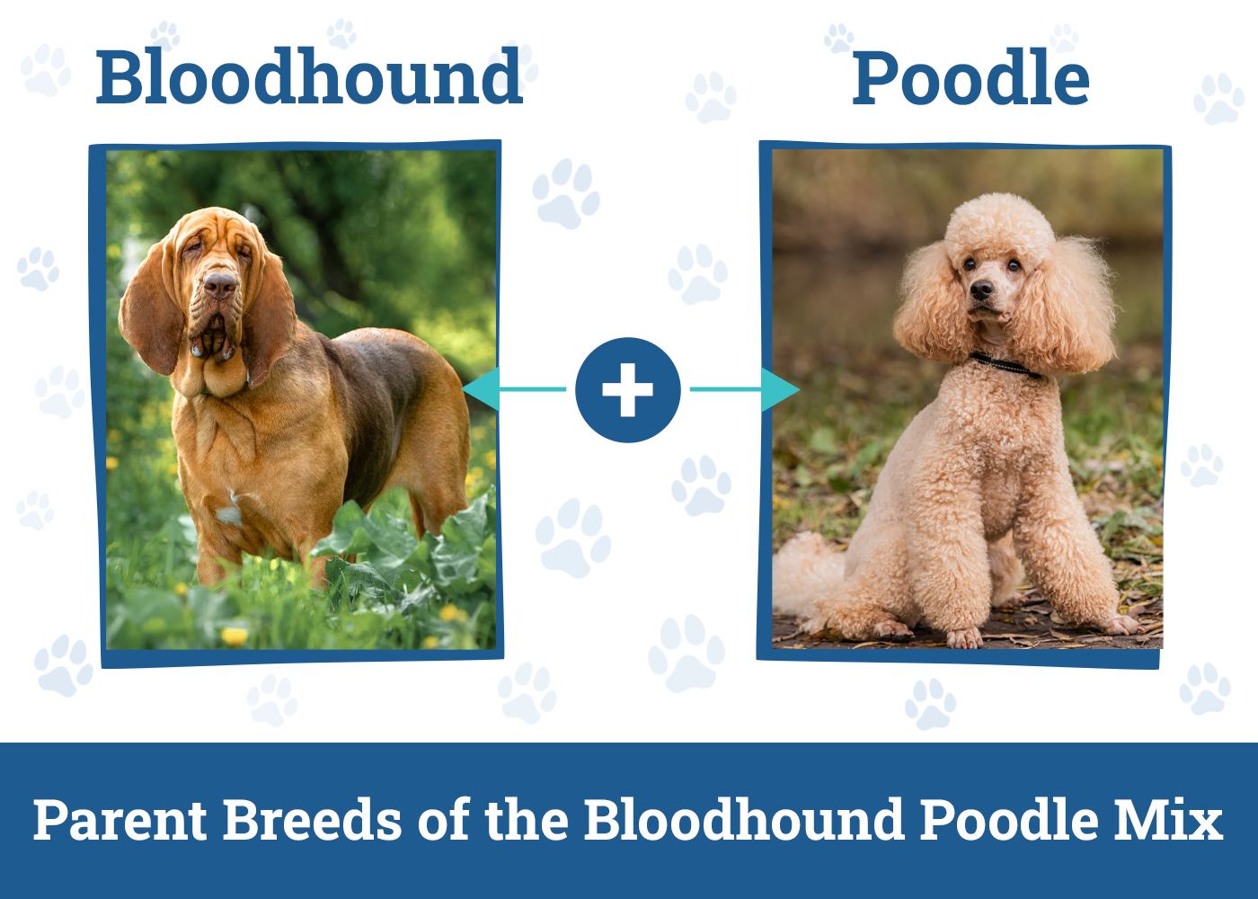 Parent Breeds of the Bloodhound Poodle Mix