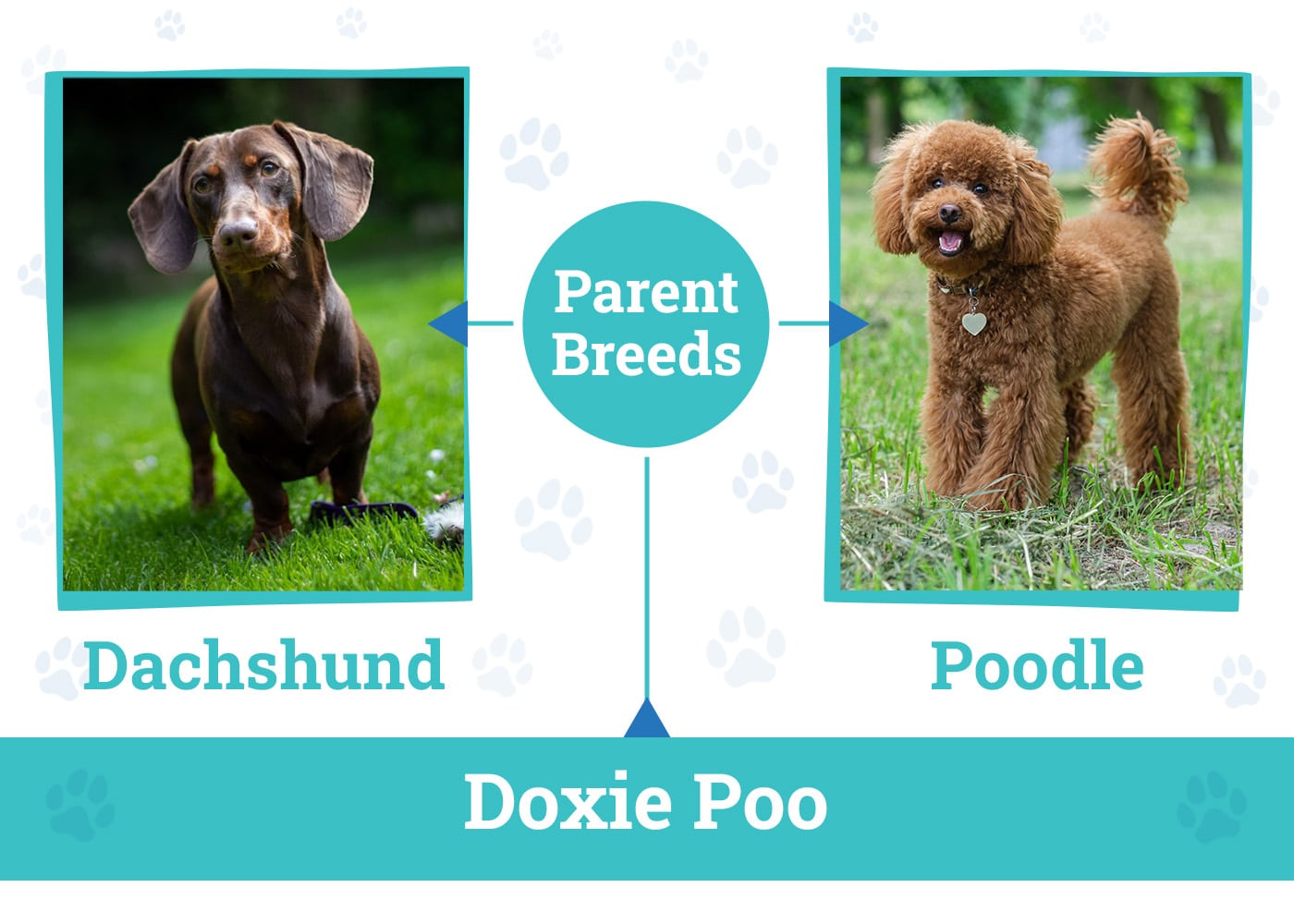 Parent Breeds of the Doxie Poo